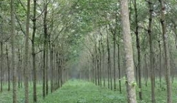 Đi dự đám hỏi, thiếu nữ bị hiếp dâm tập thể trong vườn cao su